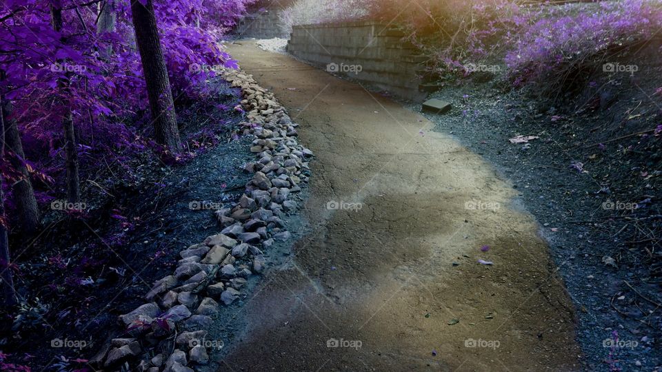 enchanted pathway