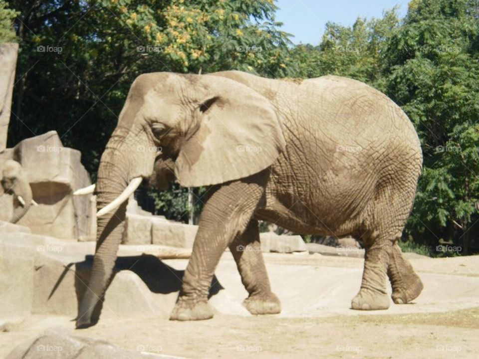 Elephant 