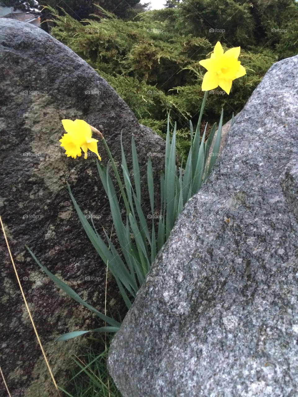 Between a rock and a hard place.