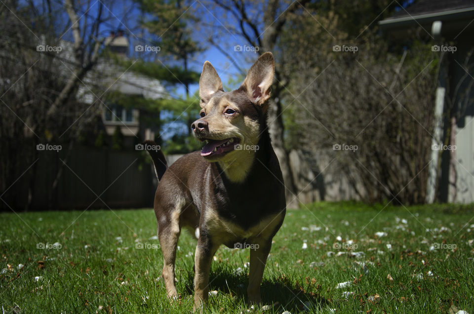 Close-up of dog in grass