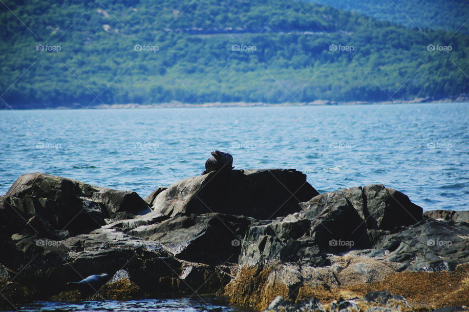 The Sunbathing Seal, we went on a little nature cruise during our time in Acadia, ME