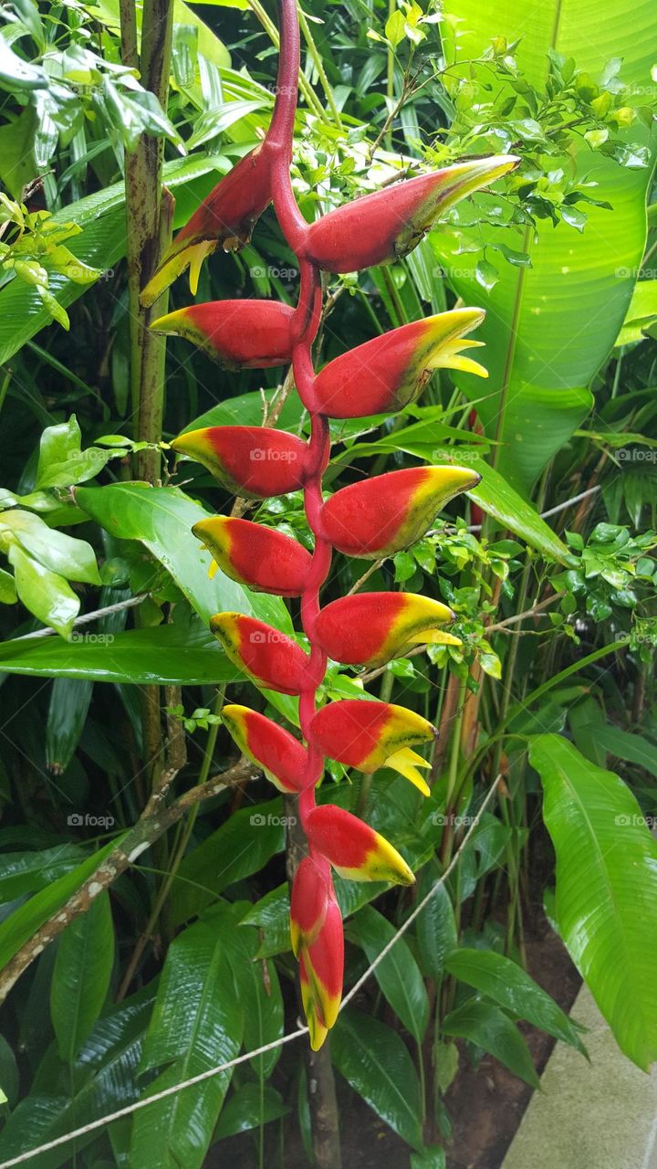 Banana Blooms