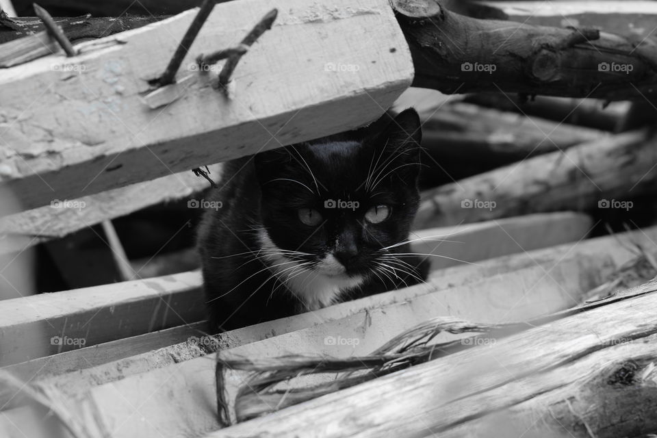 Cat with black and white fur hiding under a  pile of timber with nails sticking out