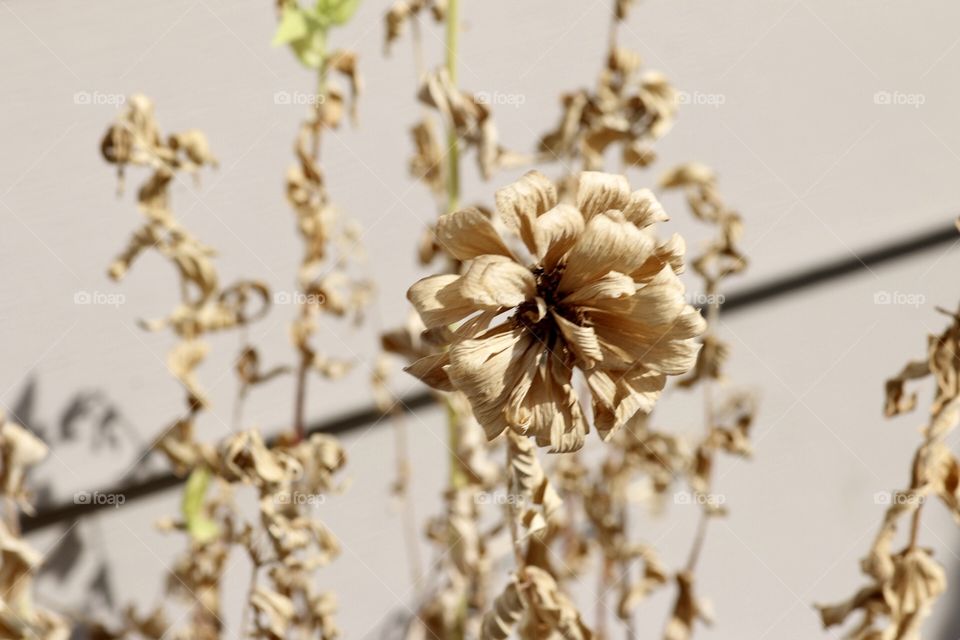 Dry Zinnia