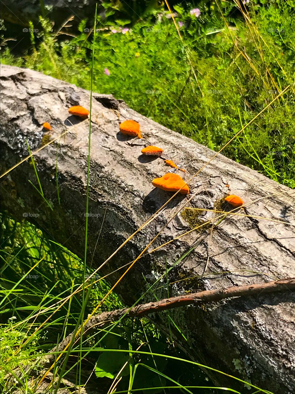 Tree with orange mushrooms 