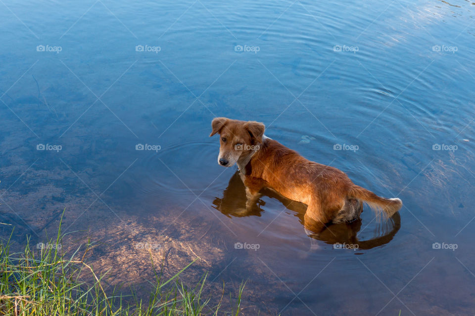 dog on a lake