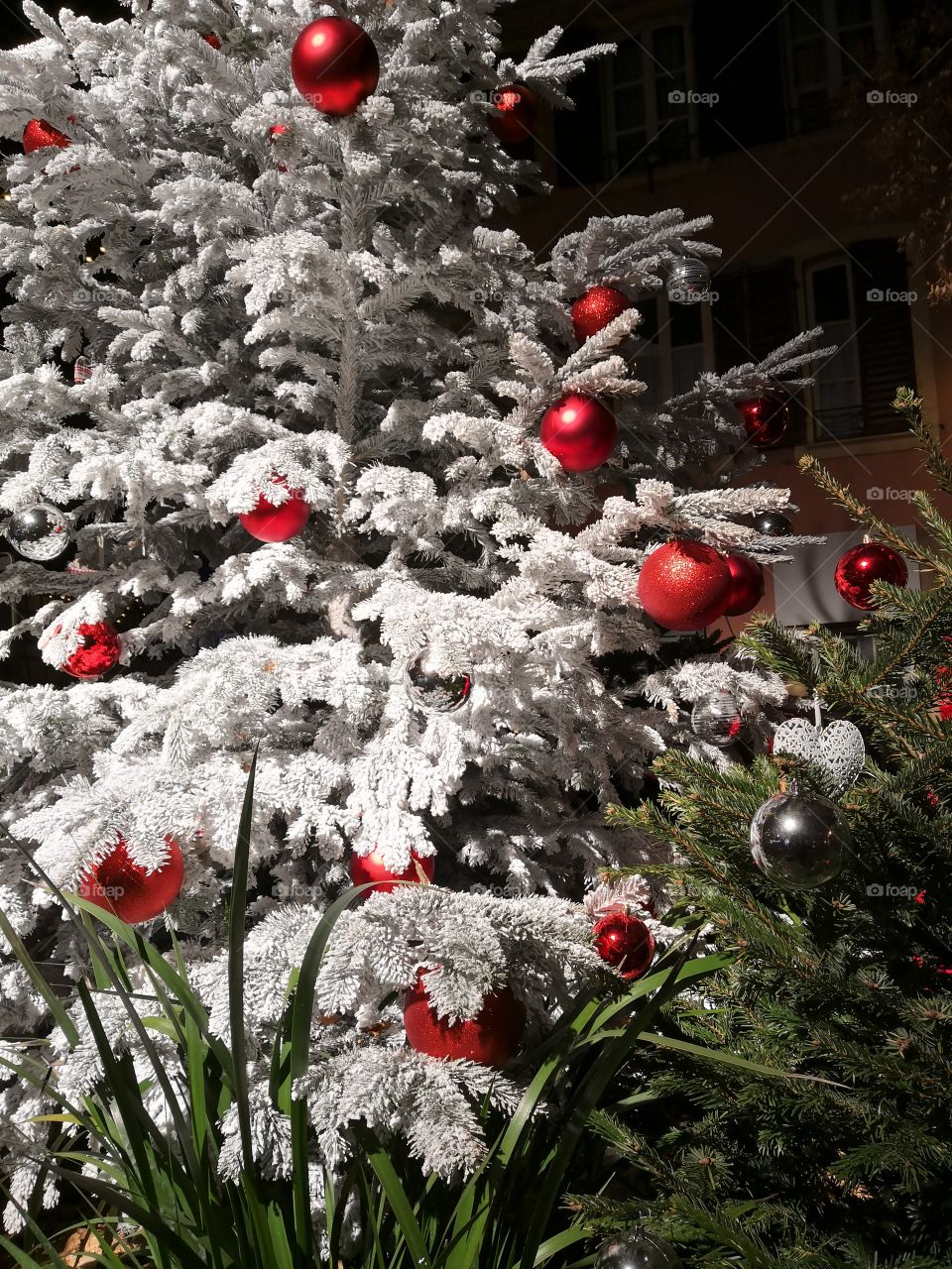 Tree, Christmas Decorations