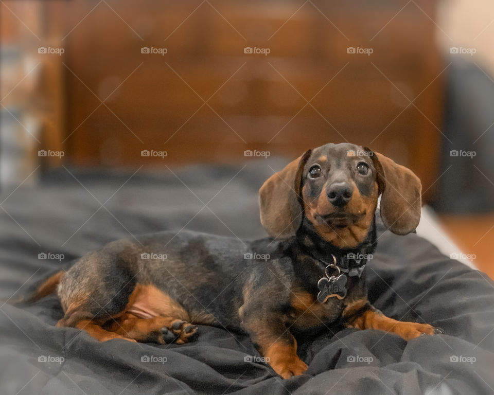 Atlas the New Dachshund 
