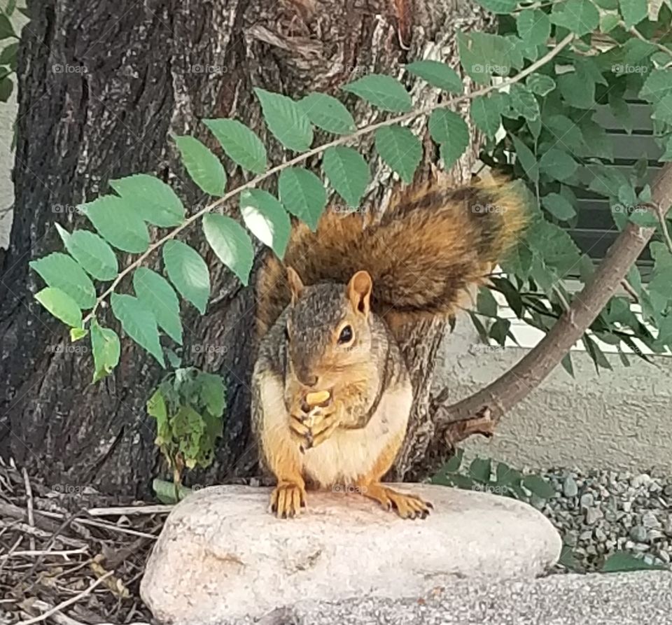 Brown Squirrel