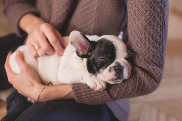 Cute puppy