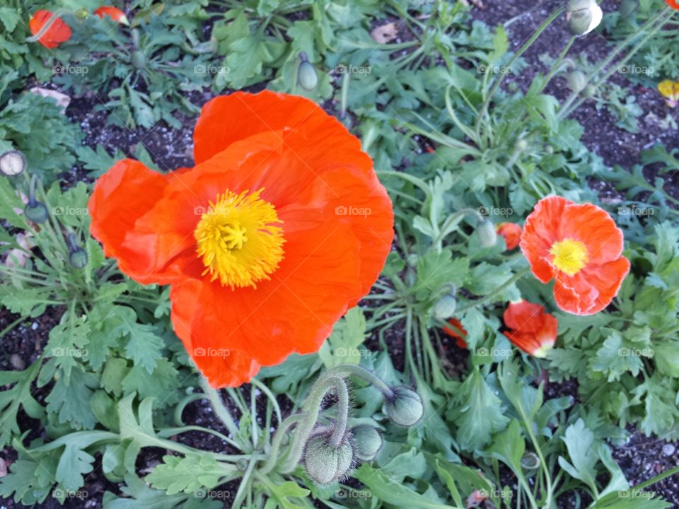 poppies