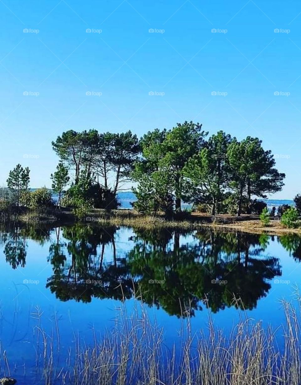 reflected trees