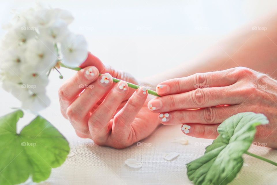 Hands with manicure are holding a geranium flower