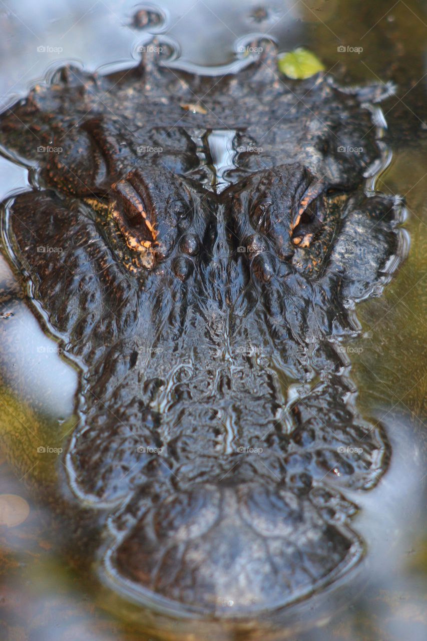 Close-up of a crocodile in water