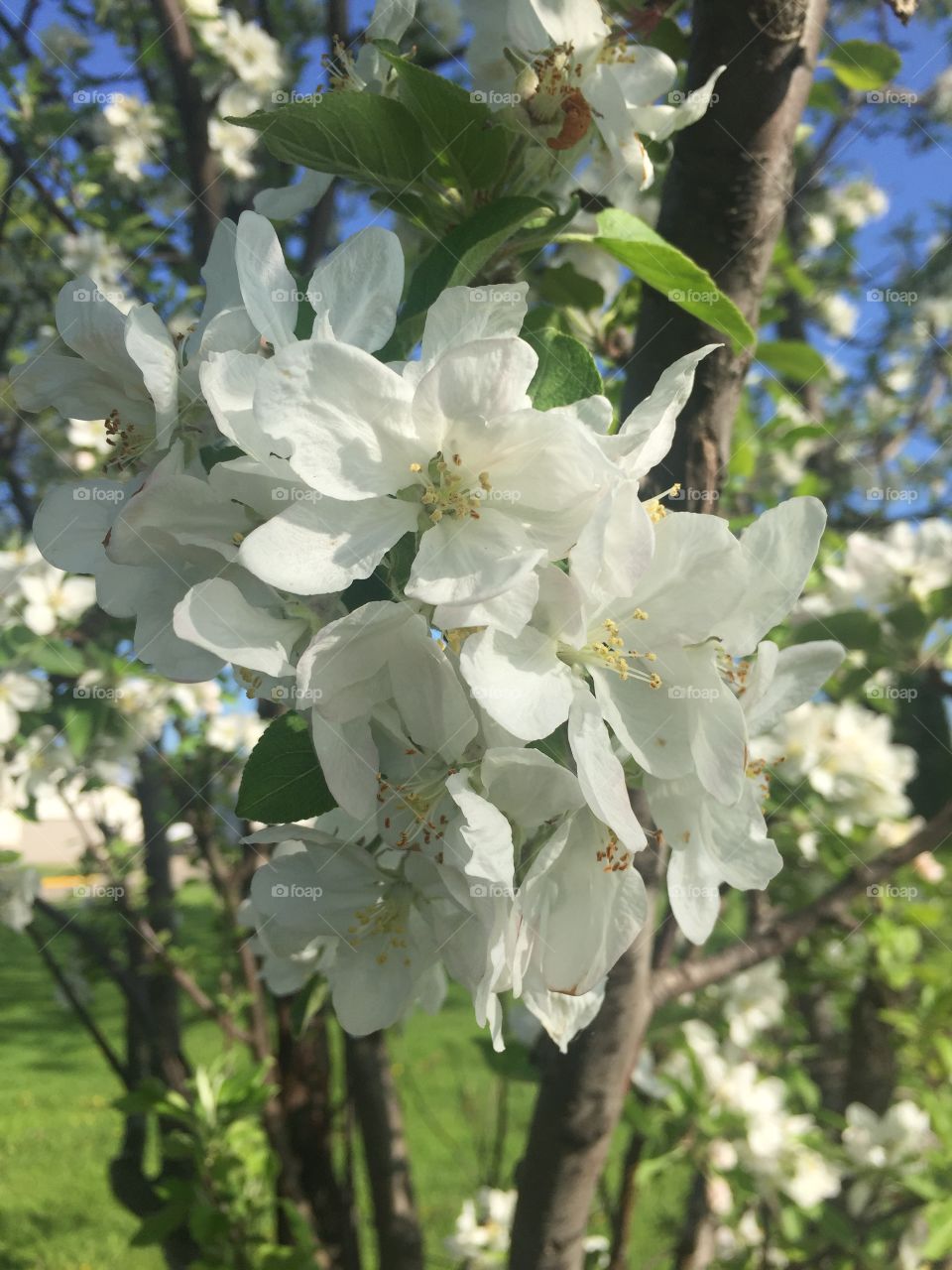 White flower on tree