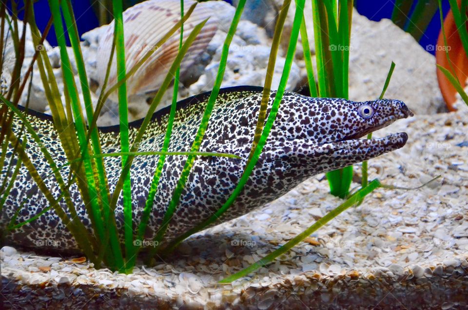 Spotted moray
