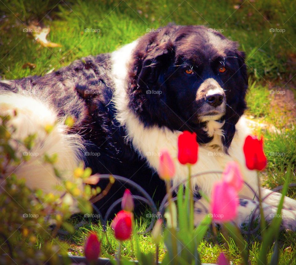 Dog with Tulips