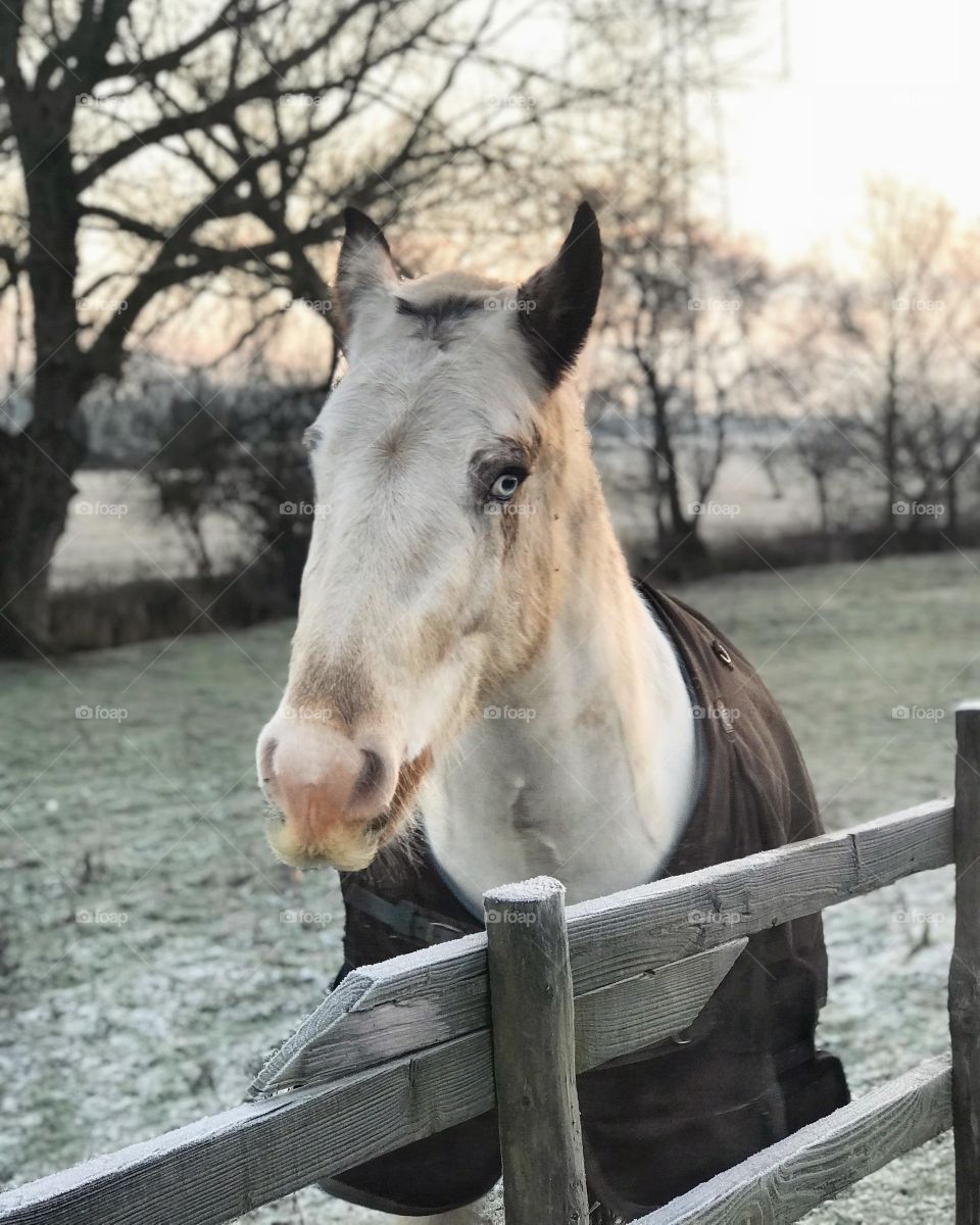 a gorgeous, handsome horse, taken during a beautiful sunrise in the early hours ❤️