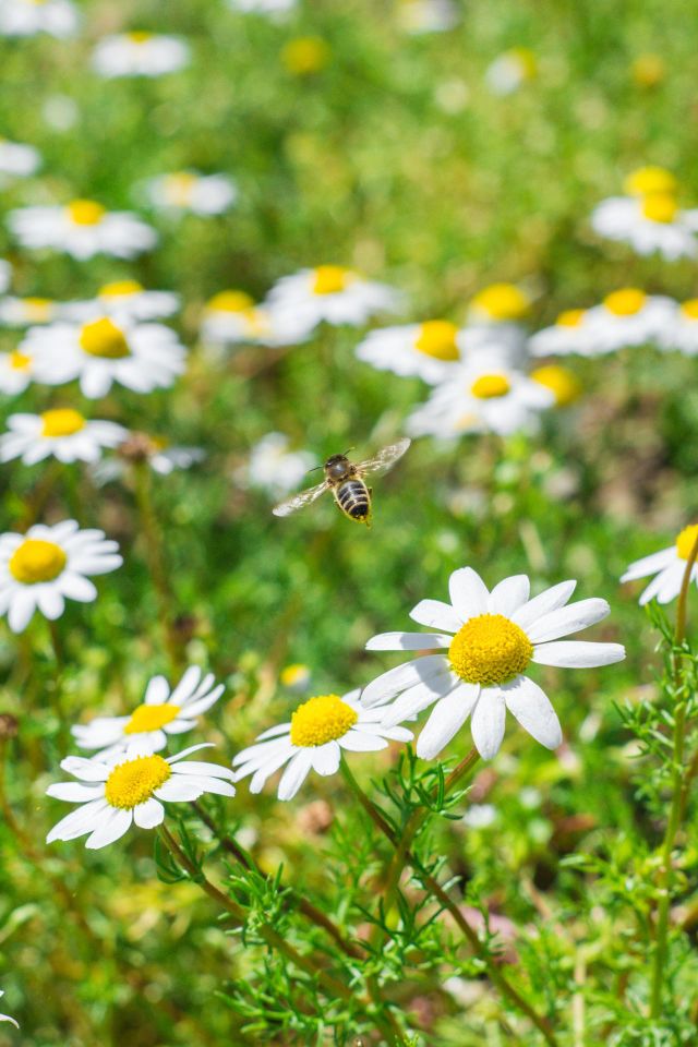 🐝🐝🐝🐝 bee