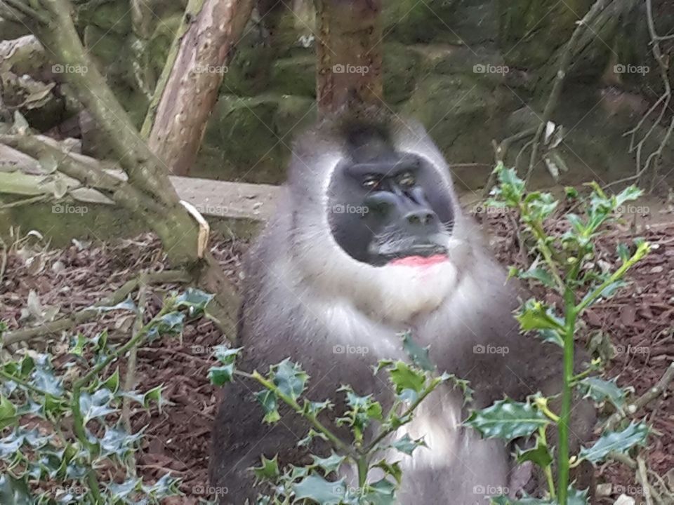 Monkey in a zoo