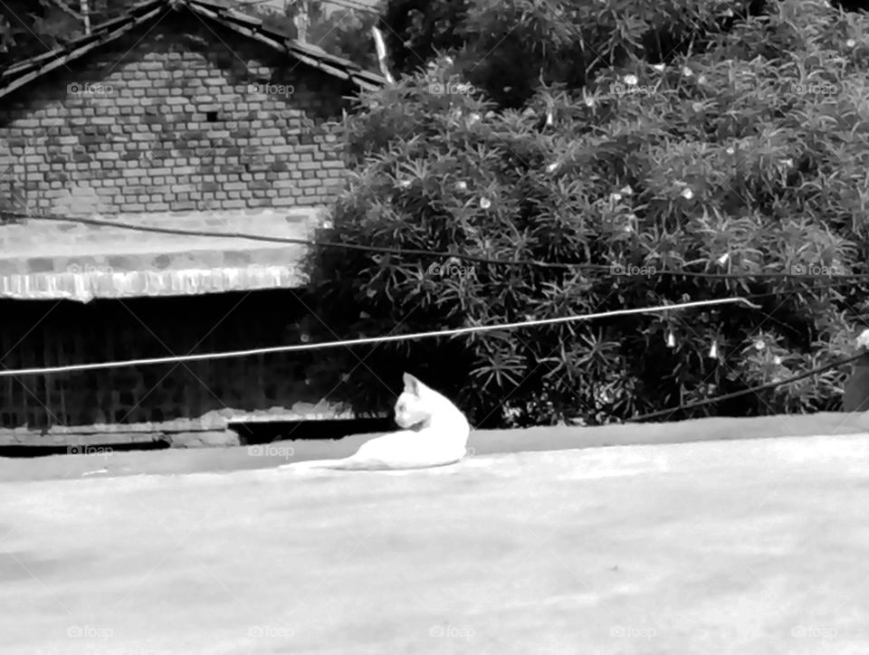 good photo white cat photo for you, real and natural cat photo,Cat photo,white cute cat photo,beautiful kitten photo,beautiful cat photo,milk colored white cat photo,best photo cat one,resting cat photo, rare photo photo,cat photo  Cat pictures