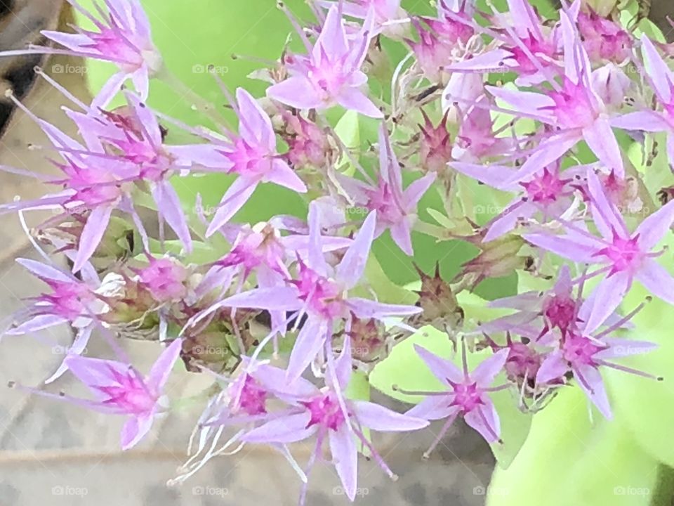 Pretty dainty flowers