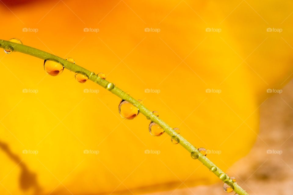 Picture after raining and have some water drop on leaf in front of yellow flower
