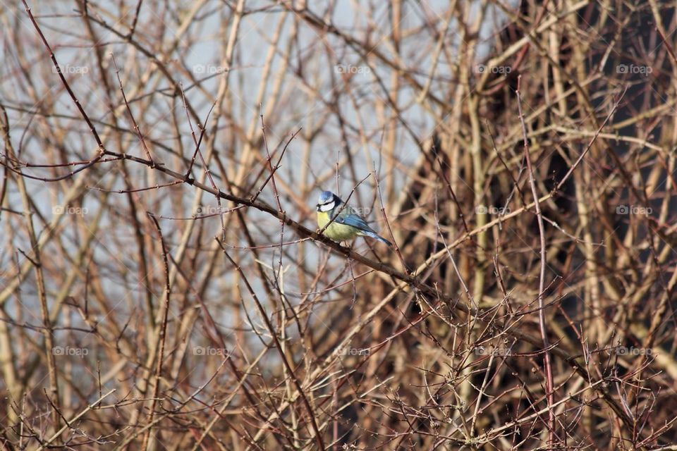 Little blue bird sitting on a branch