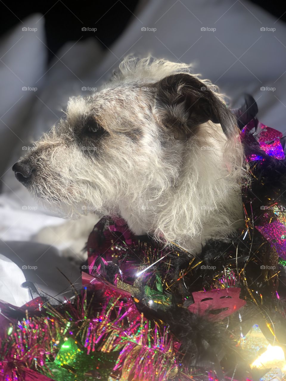 Terrier in Handmade Mardi Gras boa
