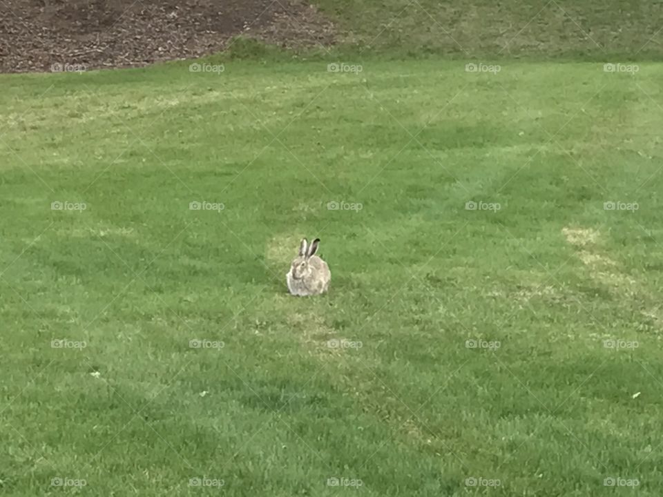 A snowshoe Hare is looking at me.