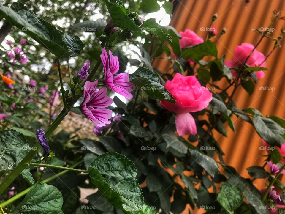 It’s the root where it all begun