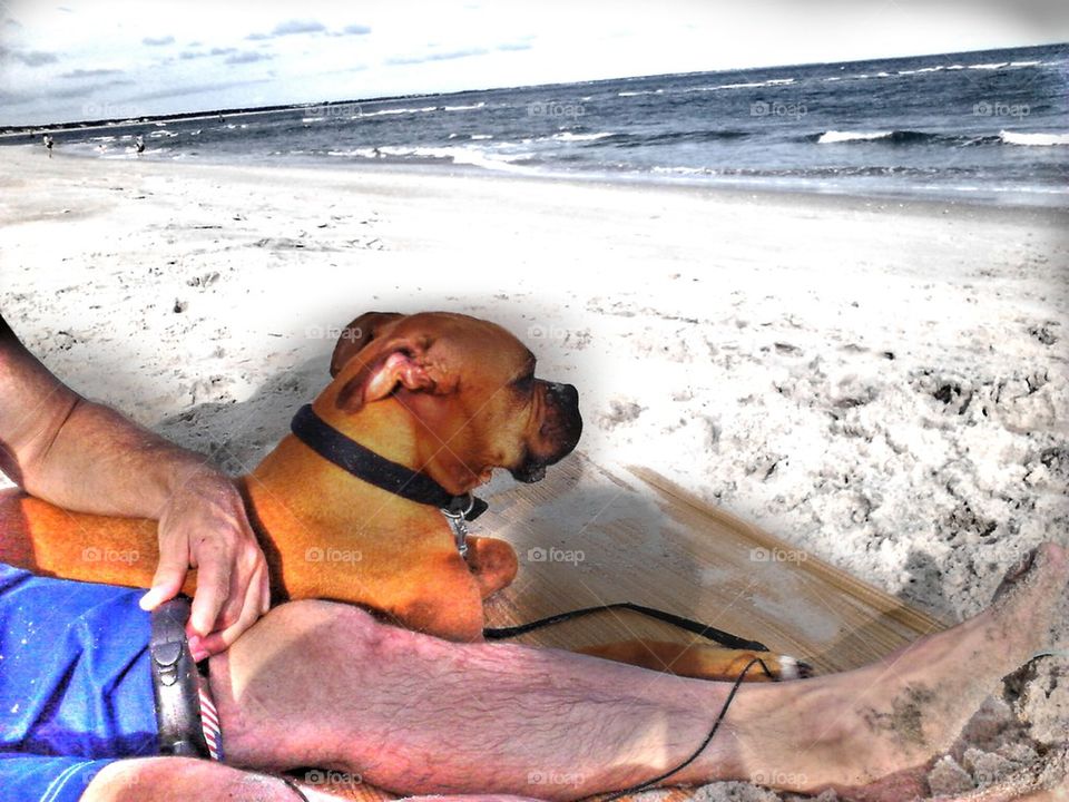 boxer at the beach