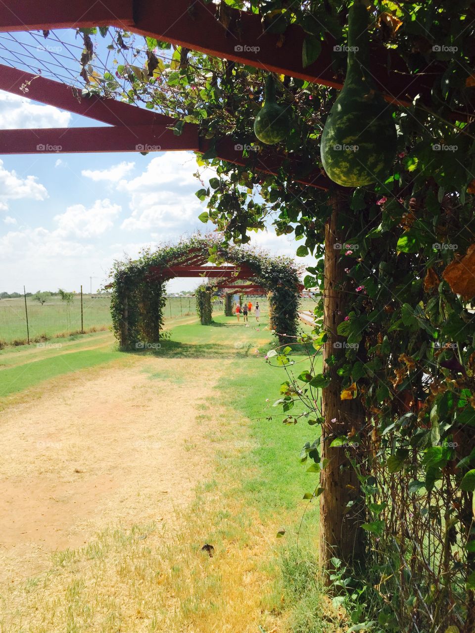Sweetberry Farms in Marble Falls, Texas