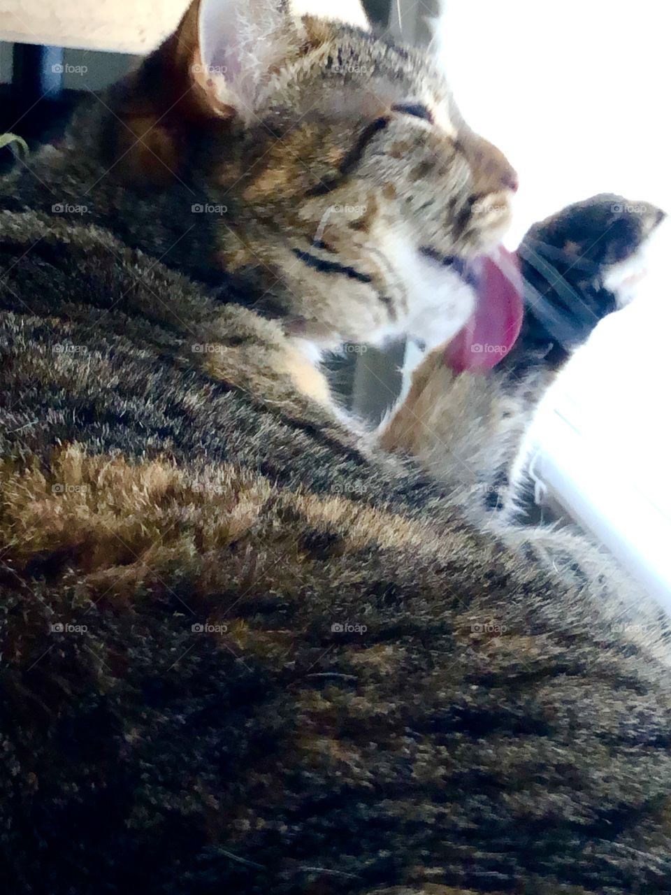 Grooming in the sun tabby cat