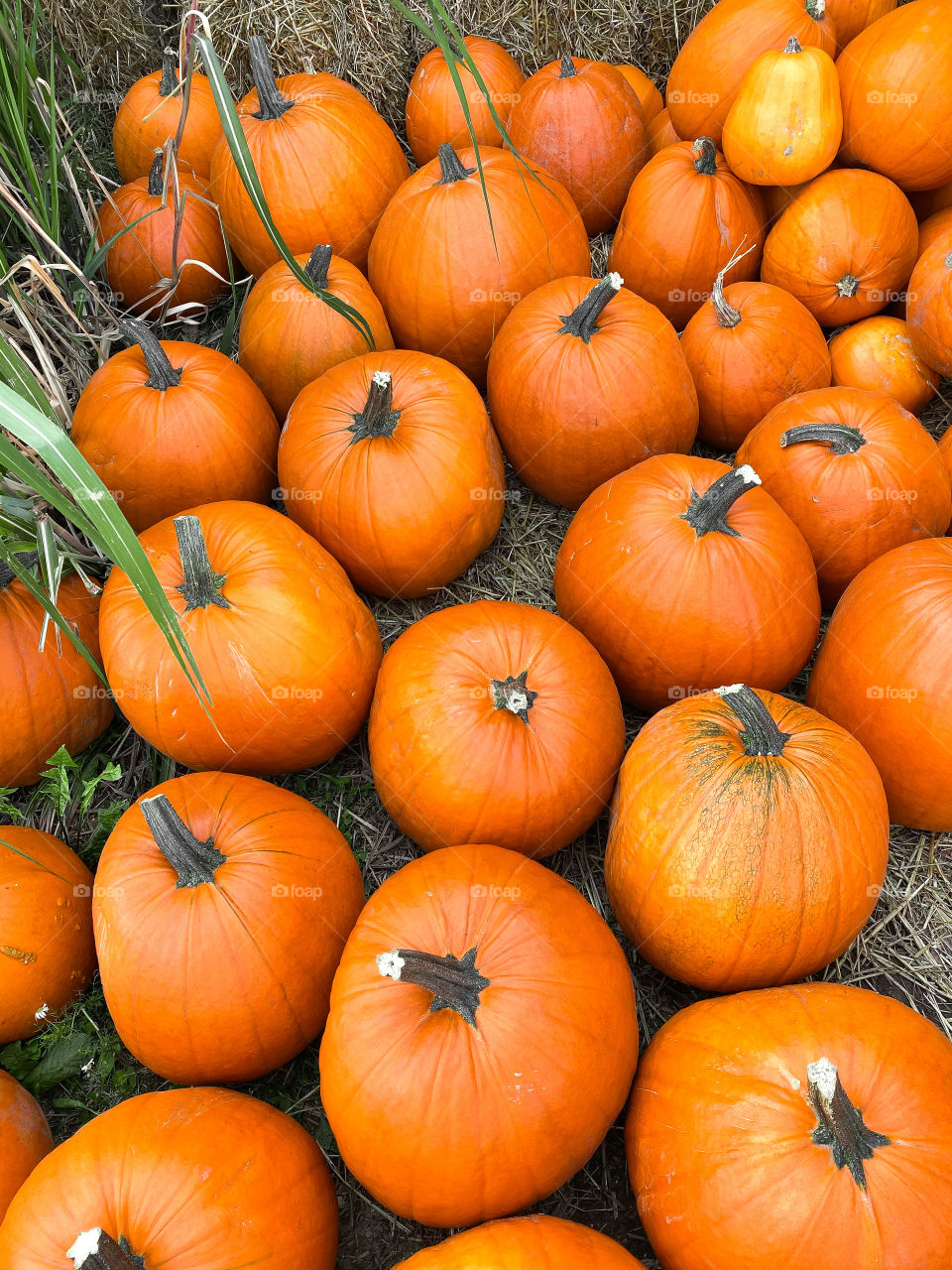 Pumpkins