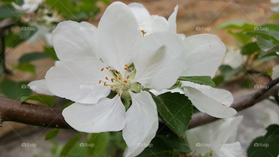 White Flower