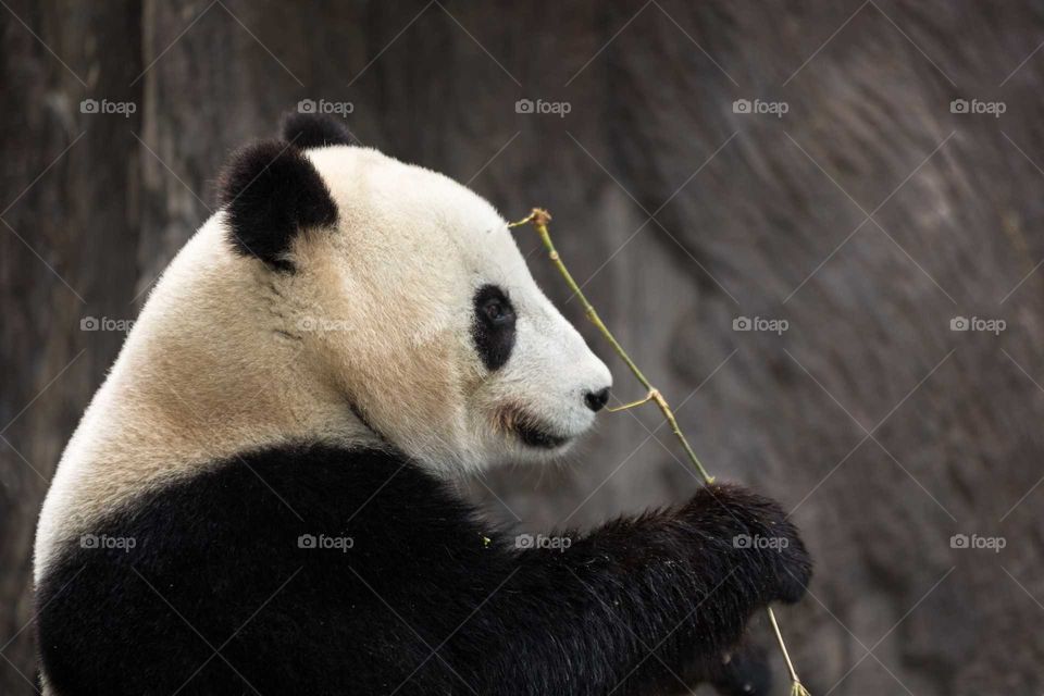 panda eating bamboo. isolated with blurred background