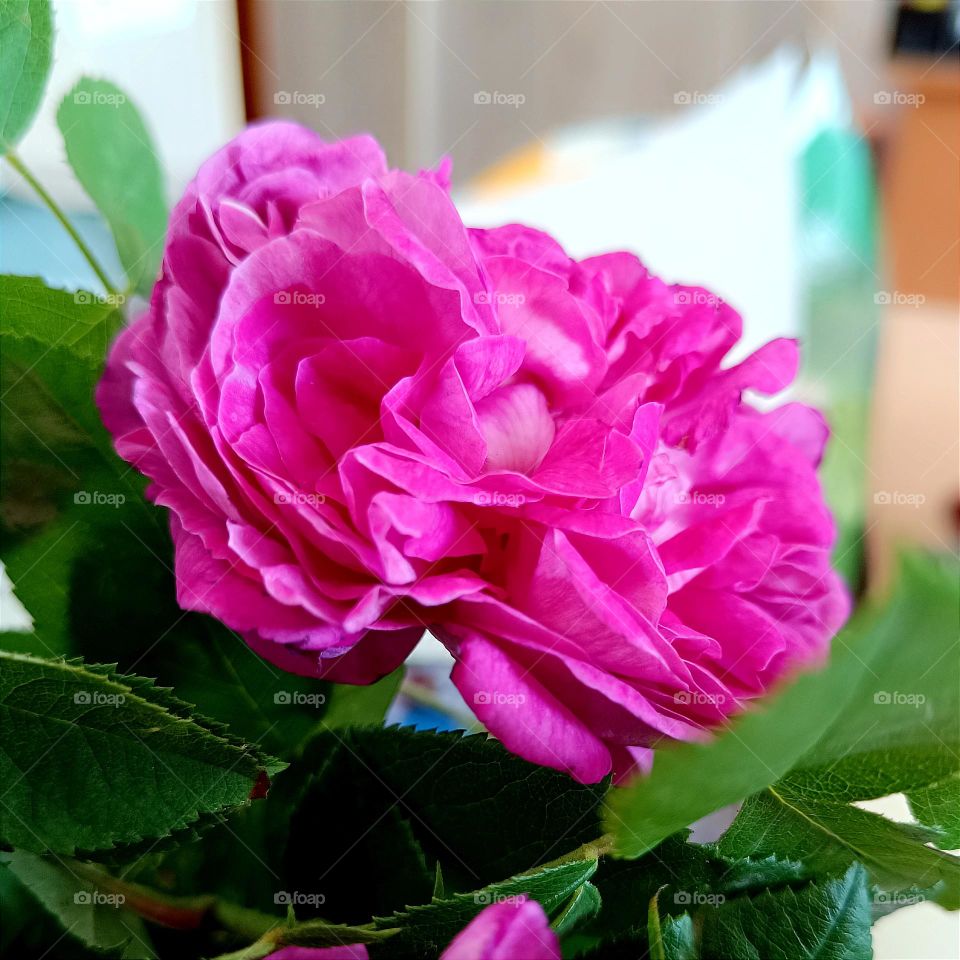 Pink rose with the sweet scent of spring