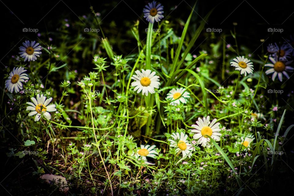 flowers in the sunlight