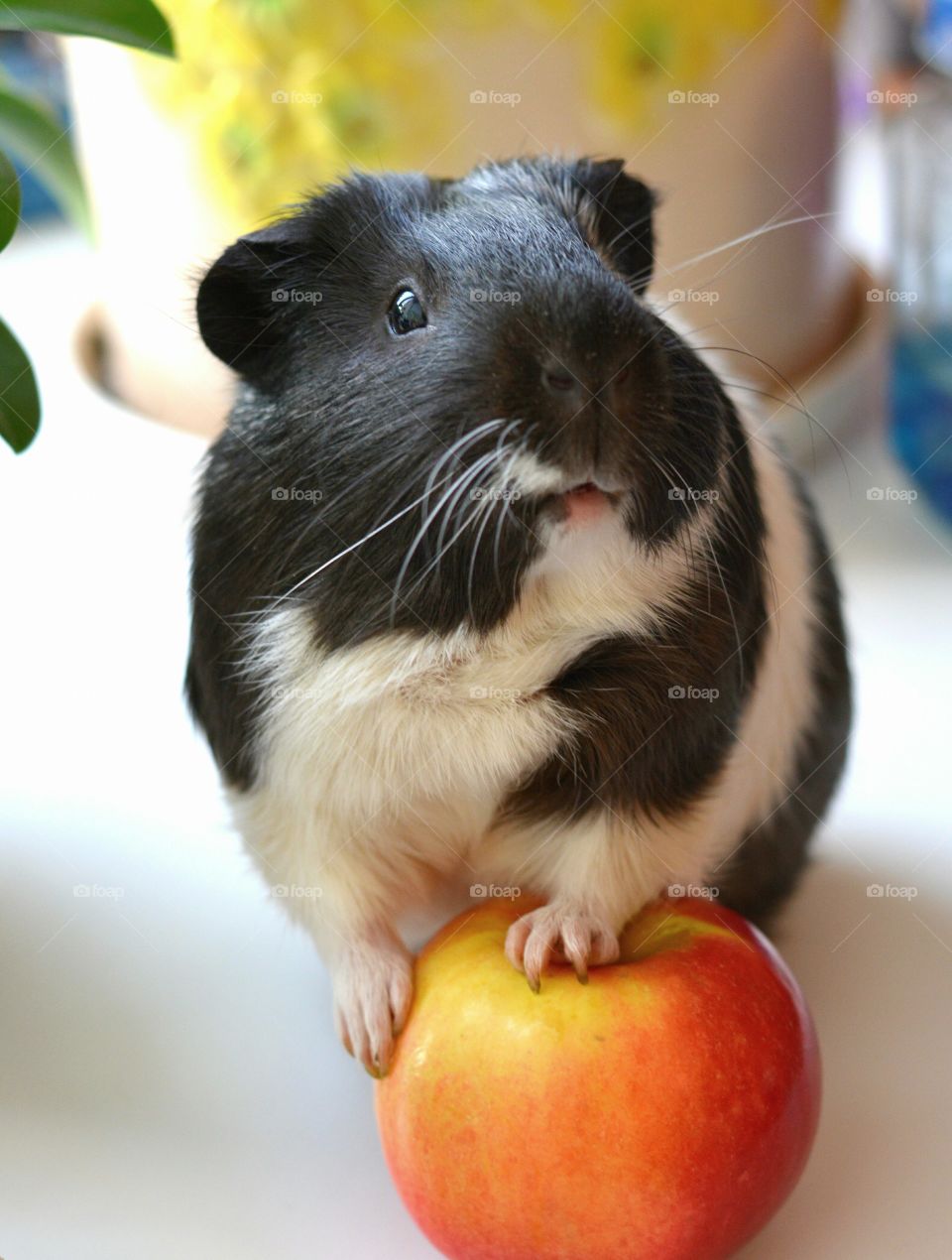 black and white Guinea pig pet beautiful funny portrait