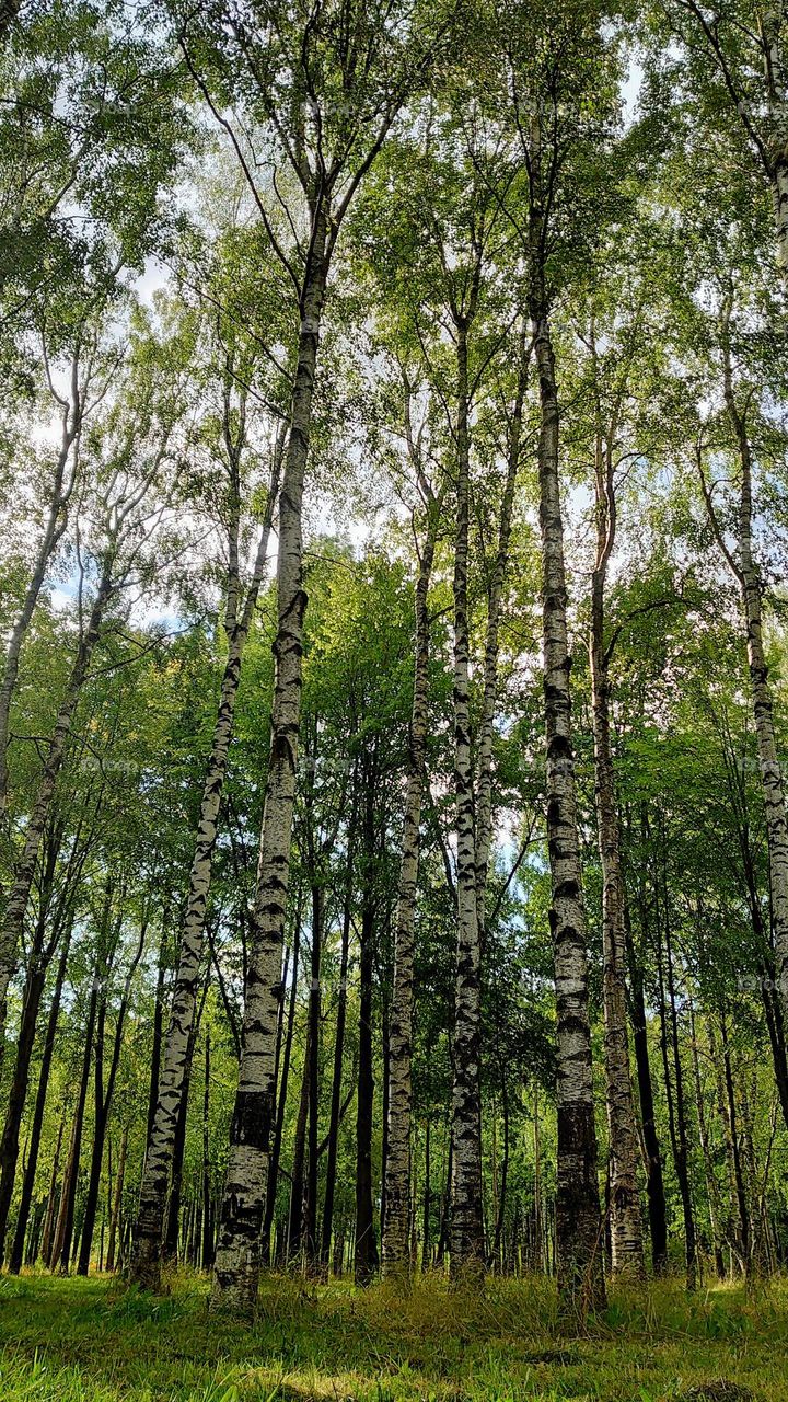 Birches🌳 Forest 🌳 Summer time 🌳 Landscape 🌳