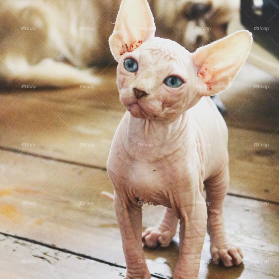 2 months sphynx boy