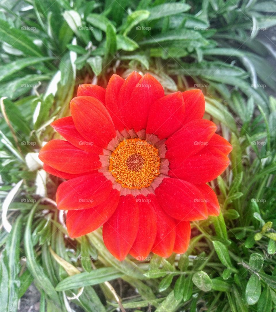 Red spring flower