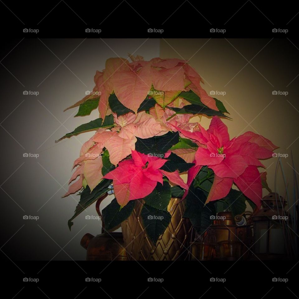 Flower, Flora, Desktop, Color, Beautiful