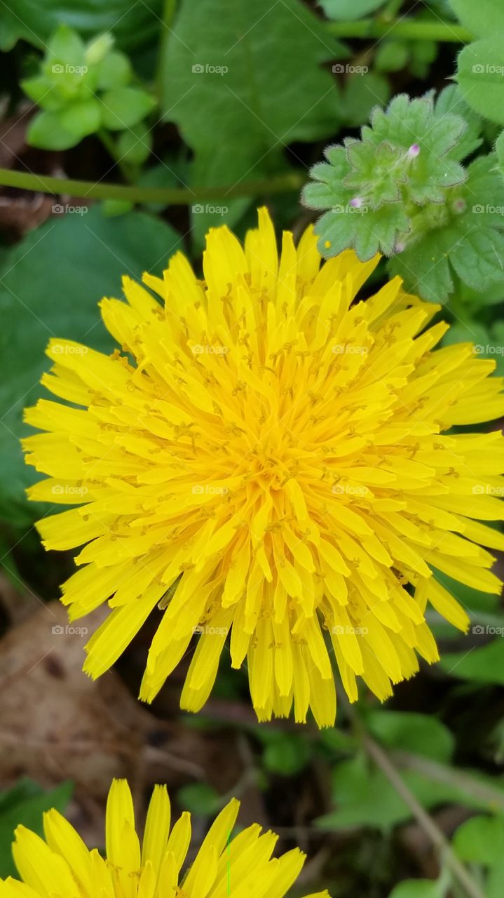 Yellow flower blooming outdoors