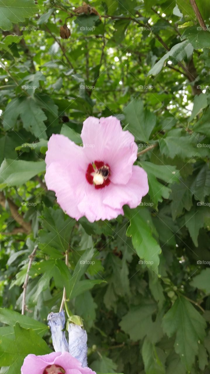 Bee in flowers. walking and saw a bee in flower