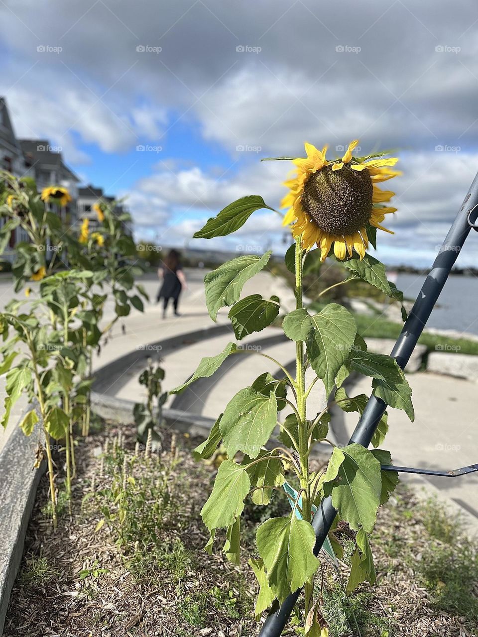 Beautiful sunflower blue sky and clouds 