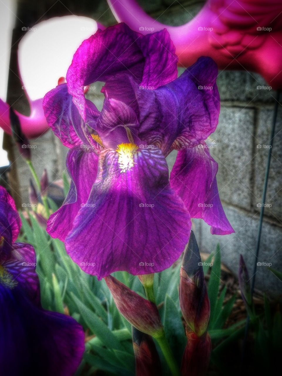 Iris 