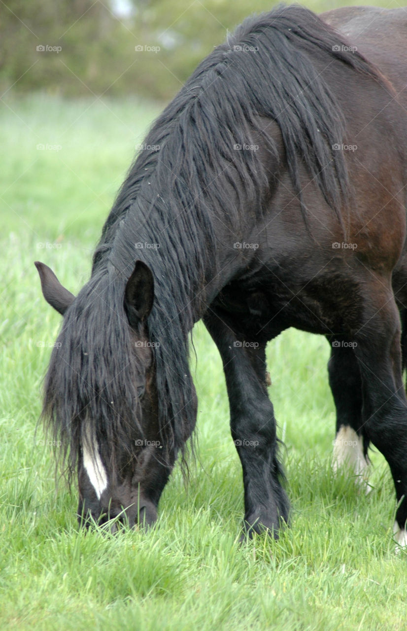 PERCHERON HORSE