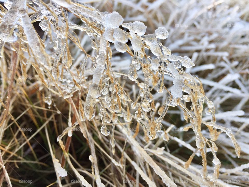 Frozen grass